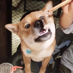 国产柴犬视频大全,视频大全带你领略犬界萌宠风采