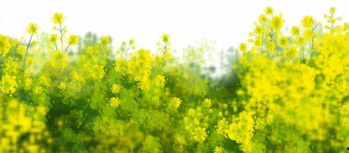 青草视频国国产