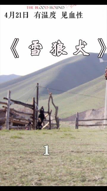 电影国产催泪解说视频,感人至深的情感之旅