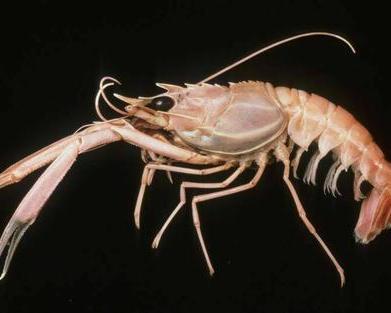 国产海鳌虾捕捞过程视频