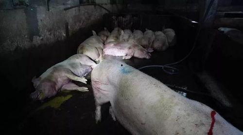 猪在船上视频在线观看国产,国产生态养殖新视角